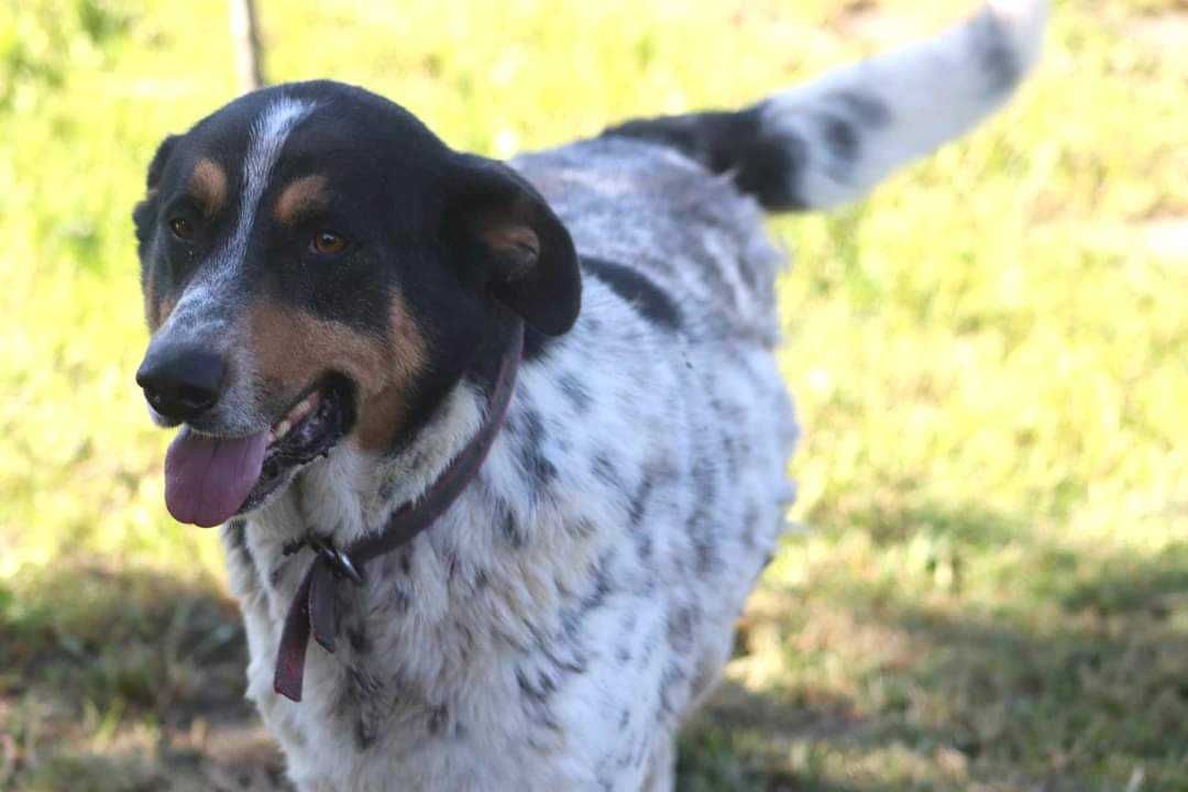 MAX spójrz pokochaj adoptuj
