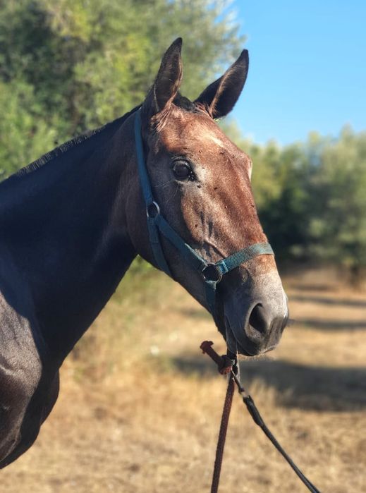Belíssima poldra PSL ruça, Livro Azul