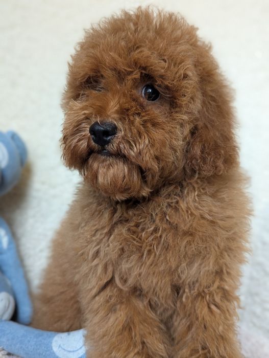 Хлопчик той, бюджетно, Київ.