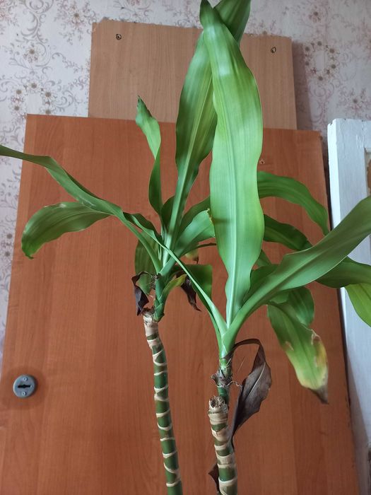 Фікус,  Драцена. Разом 300грн