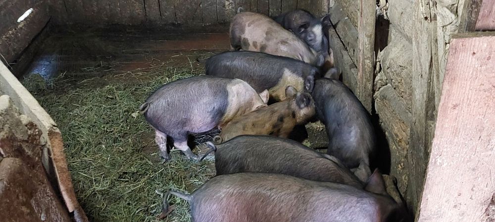 Продаються В'єтнамці.