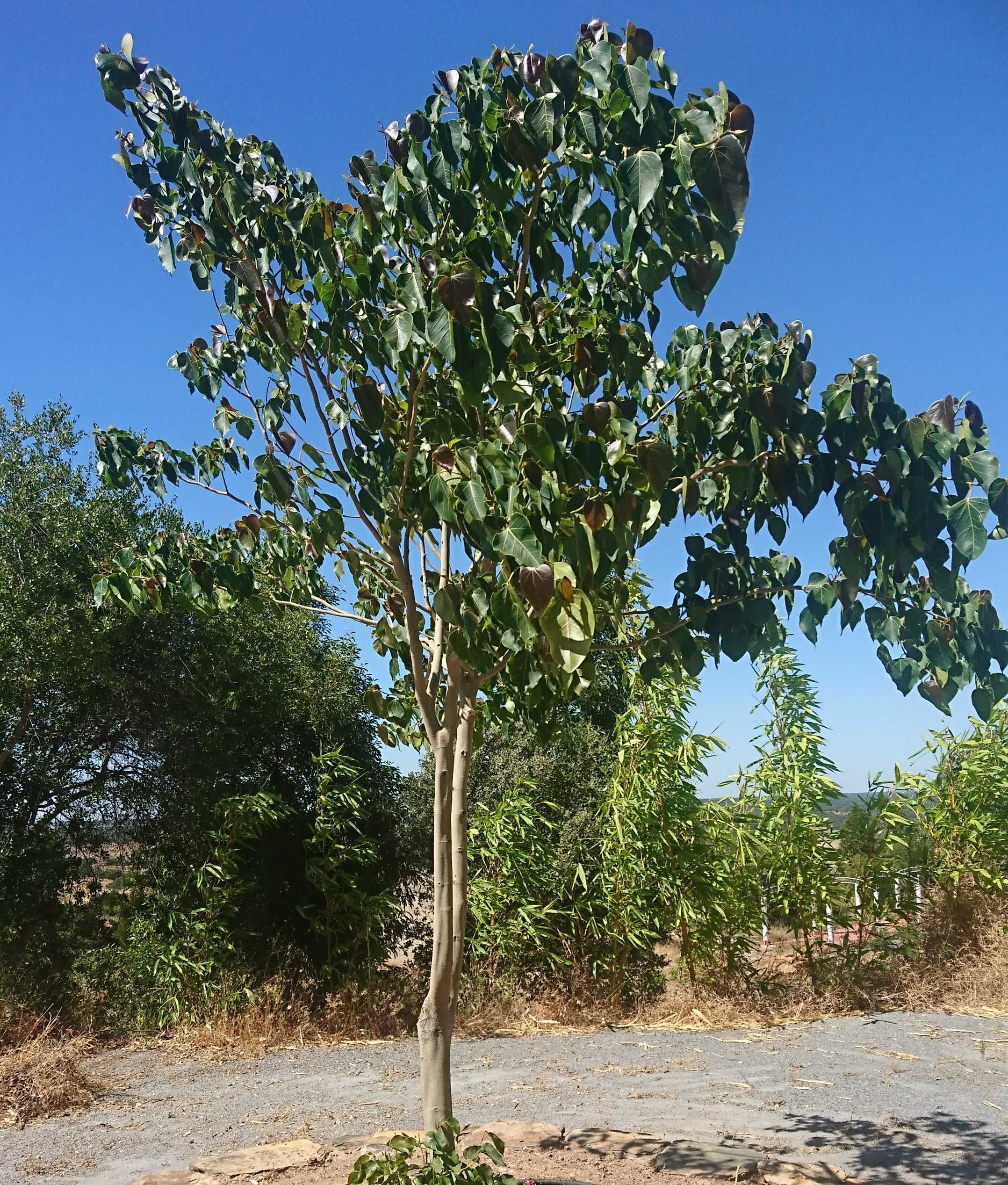 Ficus asiático - Ficus religiosa - Bodhi Tree em vaso ou torrão