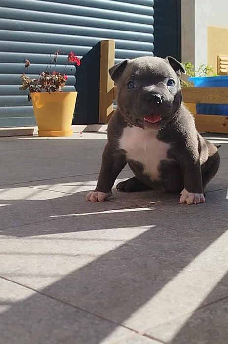 American Bully Fêmea Qualidade Topo