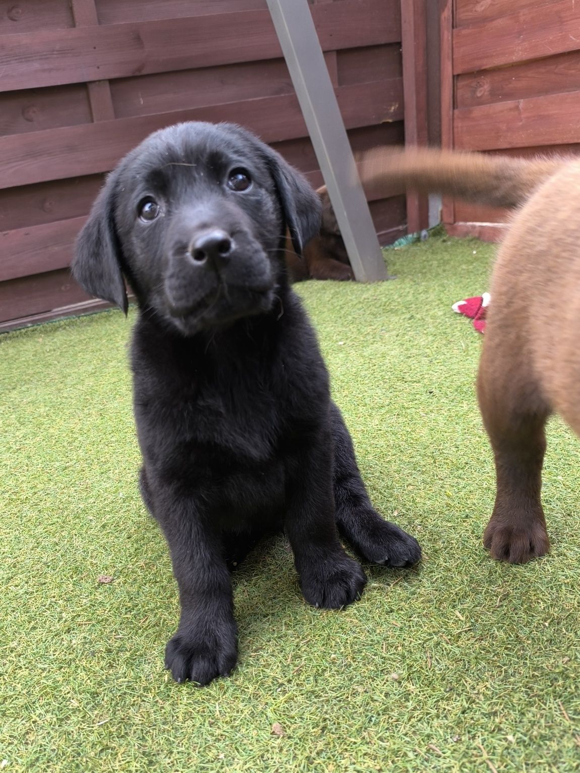Labrador Retriever czarny samiec gotowy do odbioru