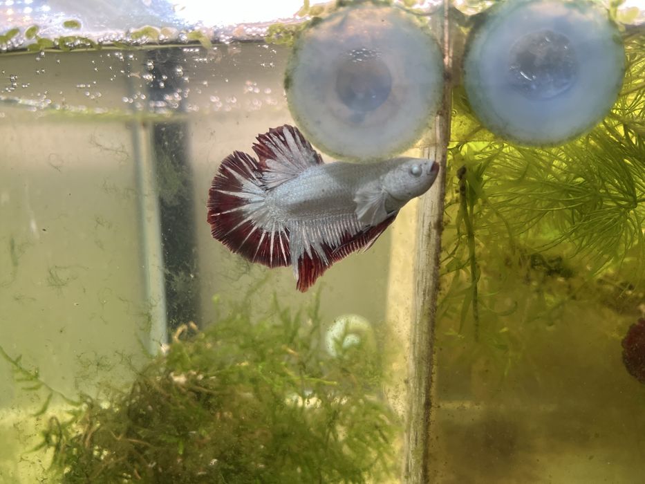 Betta splendens plakat