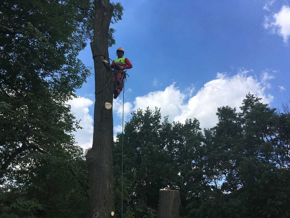 Karczowanie czyszczenie i rekultywacja działek mulczer leśny, wycinka