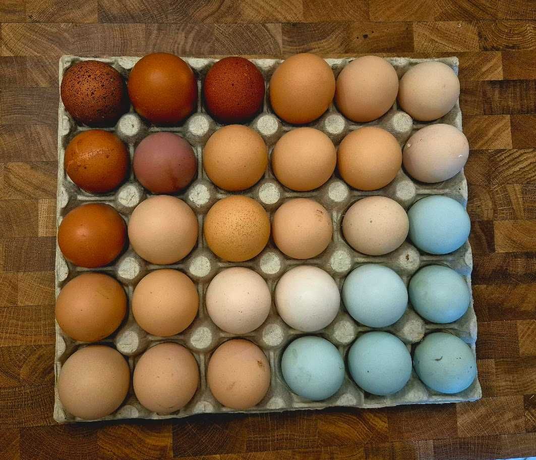 Pisklęta mix z kolorowych jajek, pisklęta zielononóżka marans leghorn