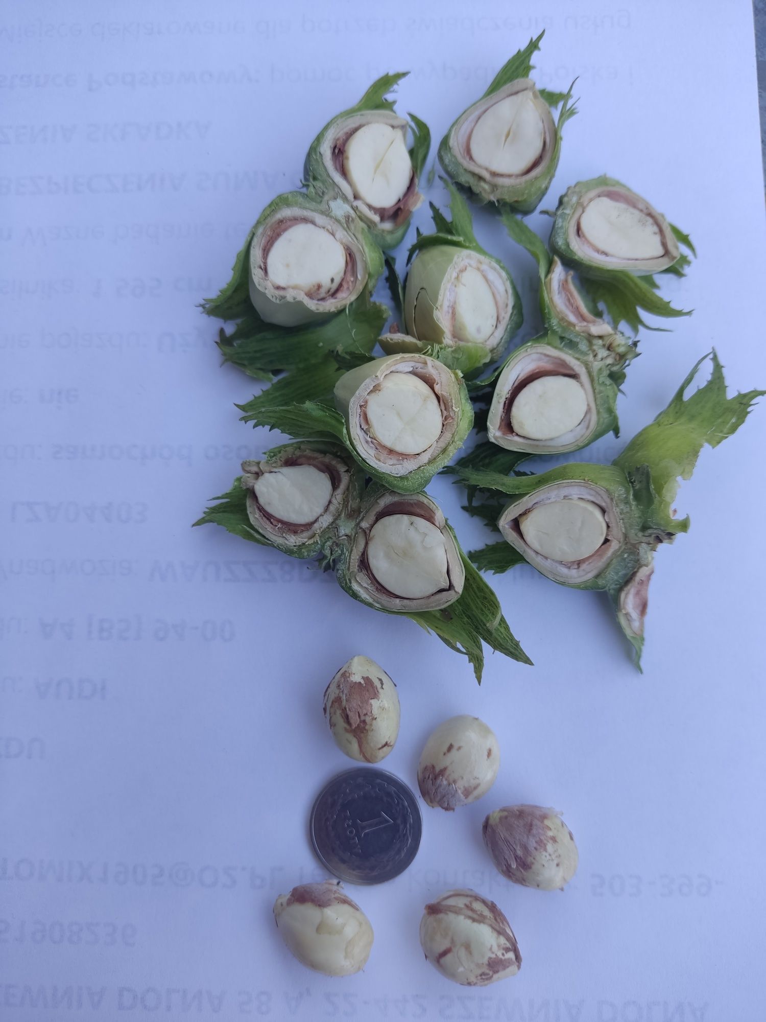 Orzechy laskowe duże na zielono 5 kg