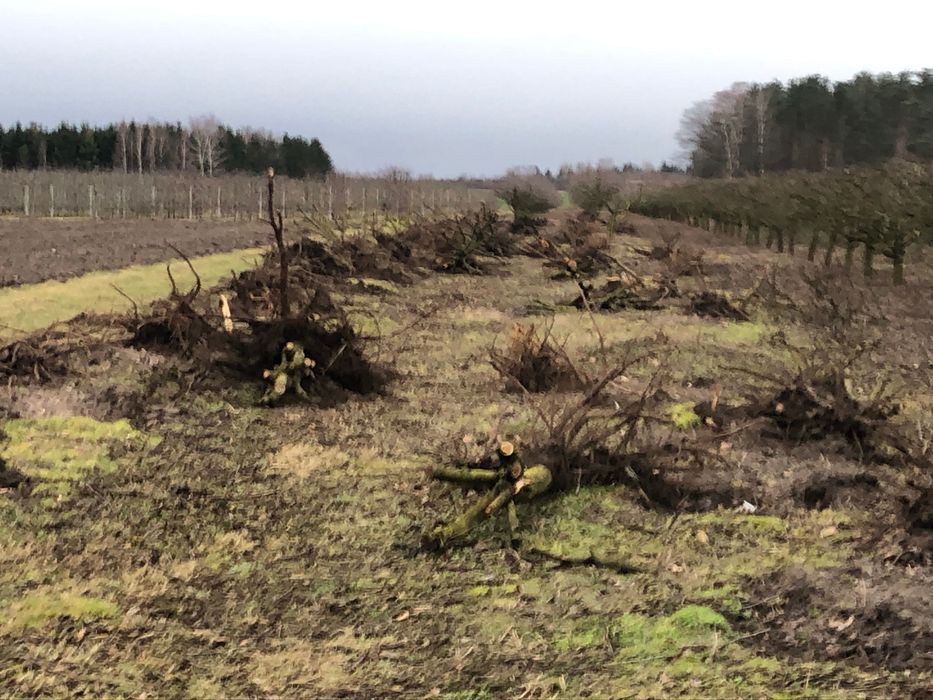 Karpy śliwkowe,  oddam za darmo