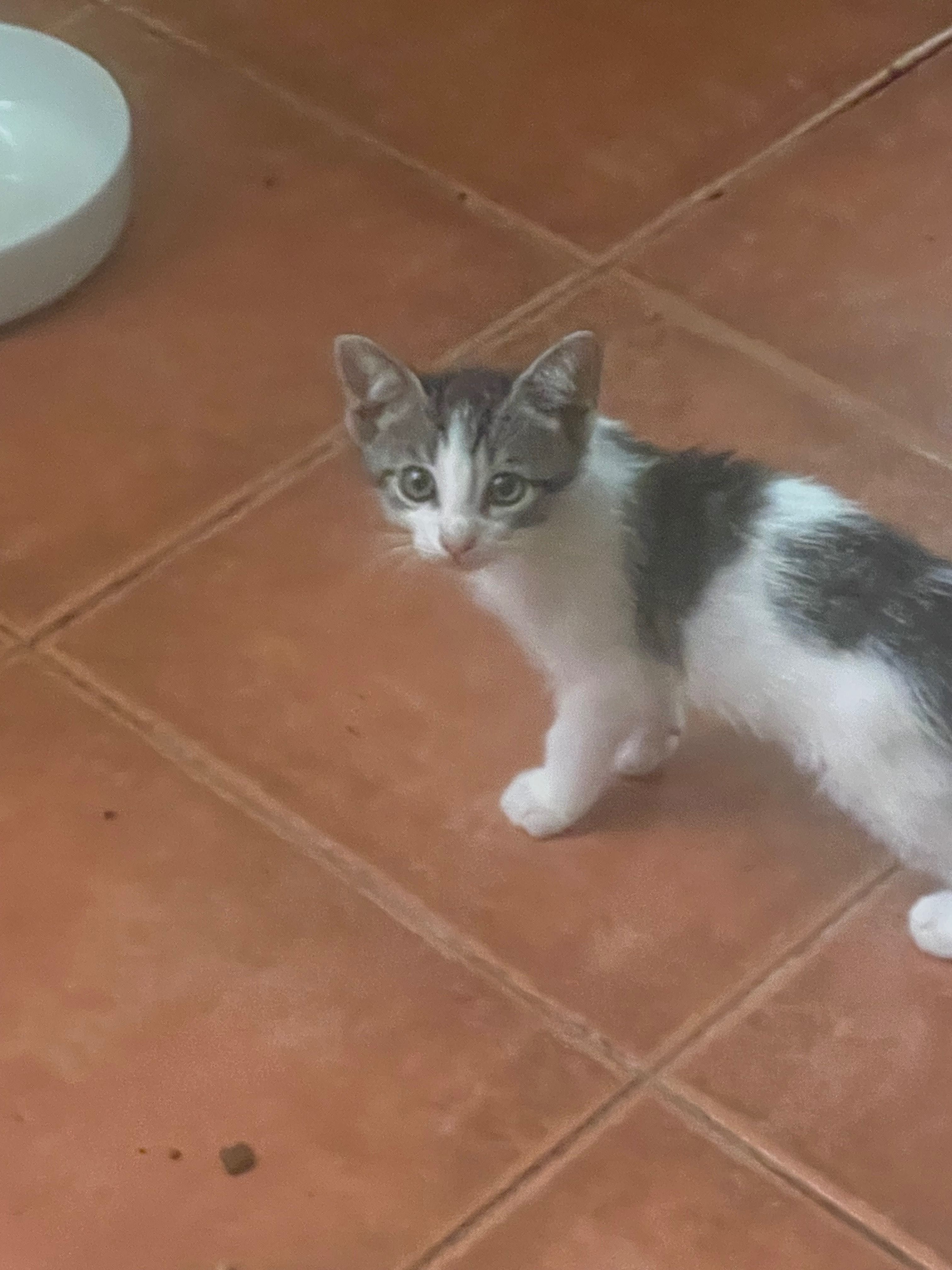 Gatilhos Para Adoptar