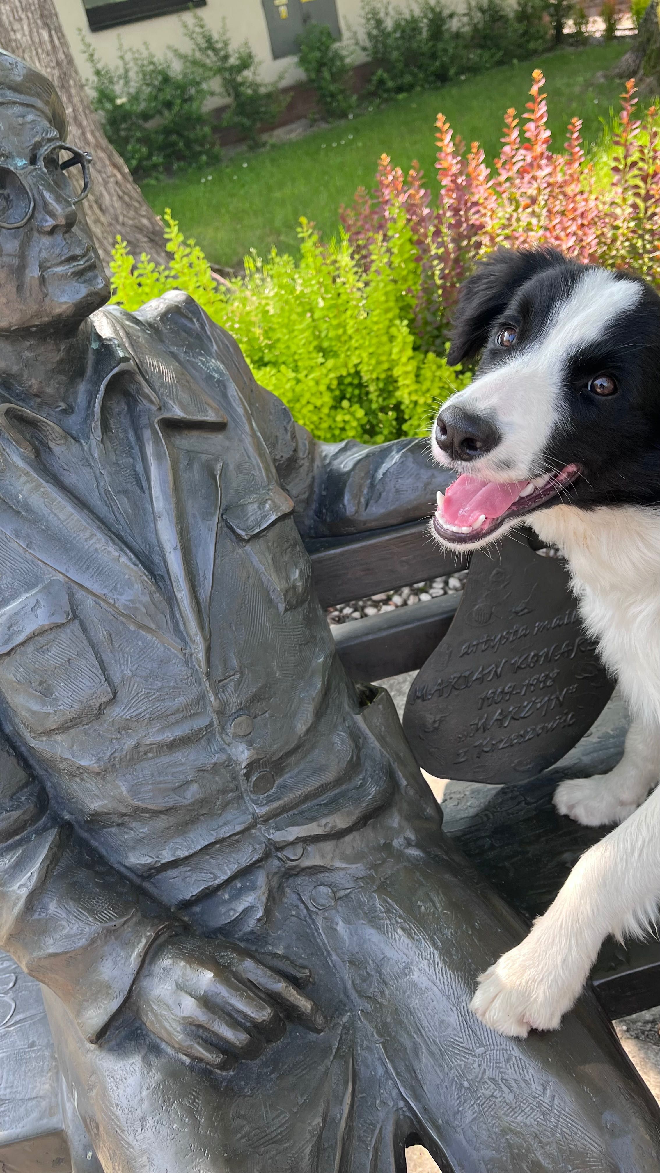 Border Collie ZKwP