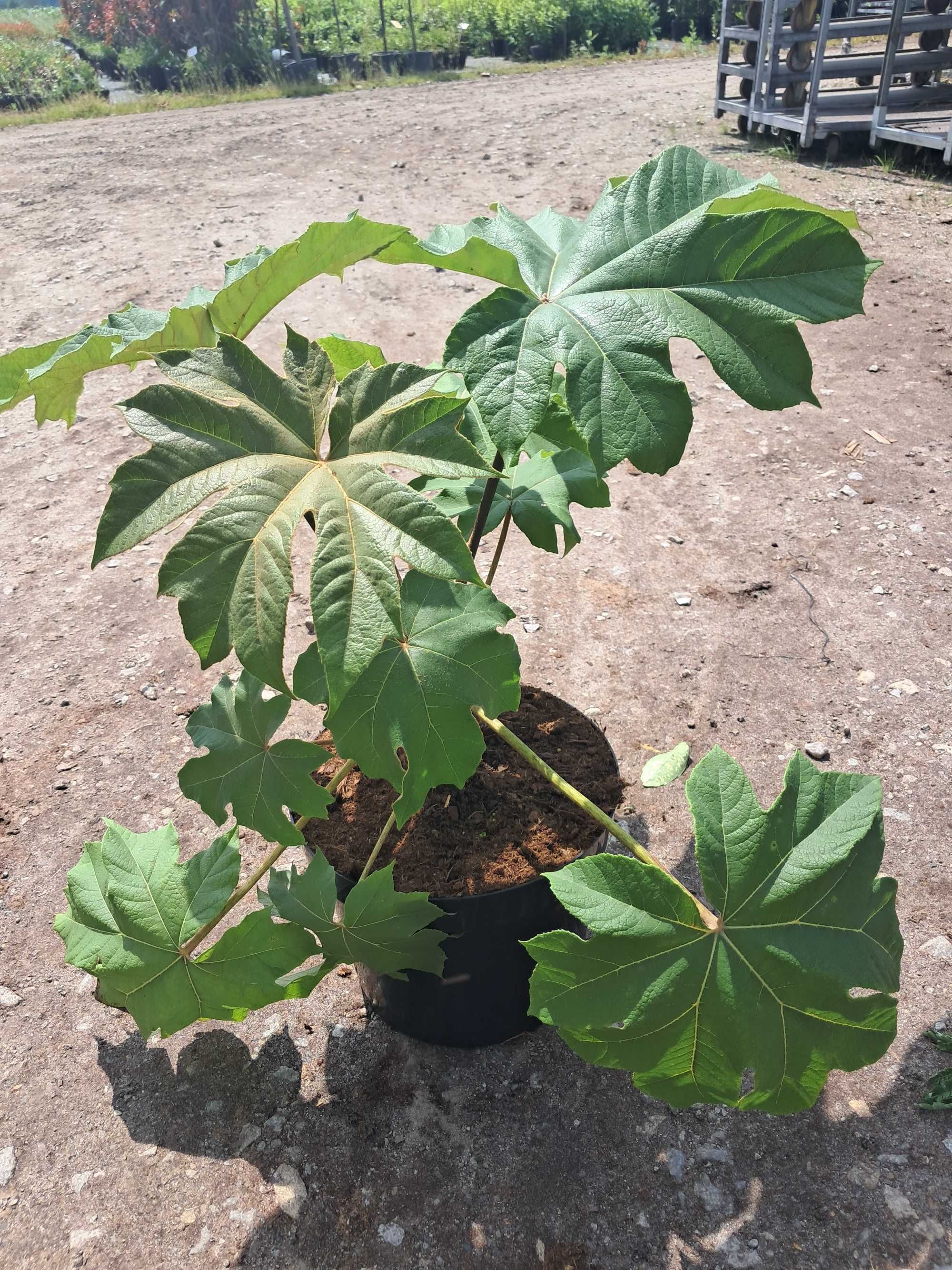 Drzewo papierowe TETRAPANAX