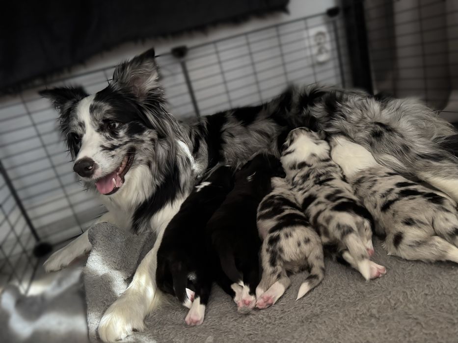 Border Collie piesek. Linia Show. ZKWP/FCI