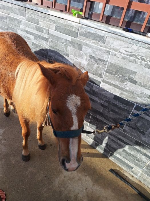 Poneis montados e engatados