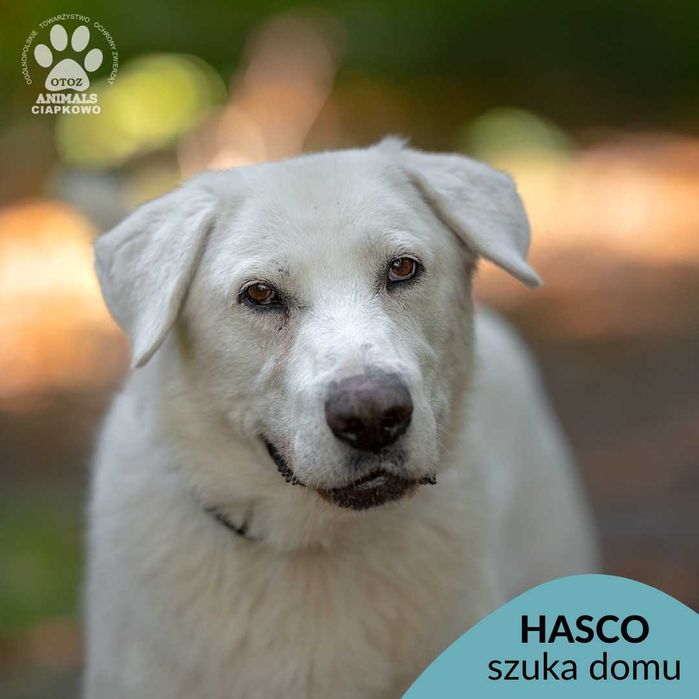 Hasco - oaza spokoju czeka na dom! OTOZ Animals Ciapkowo