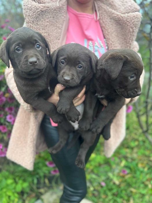 Цуценя Лабрадора