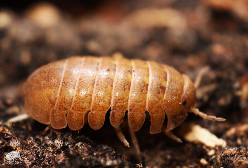 Helleria brevicornis “Elba”, NAJWIĘKSZE lądowe równonogi na świecie