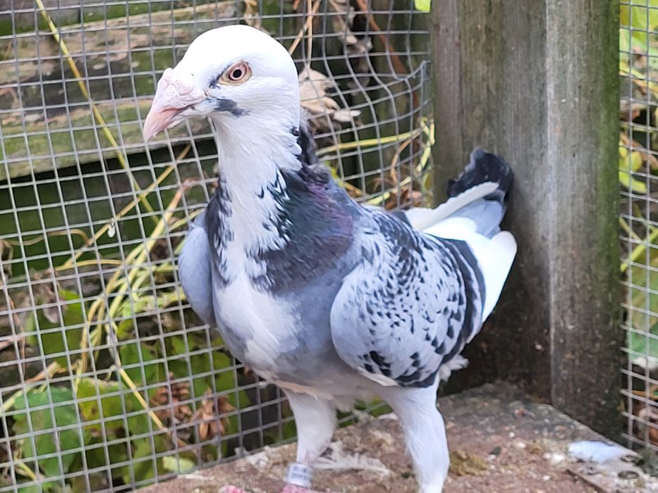 Gołębie staropolskie: para 7