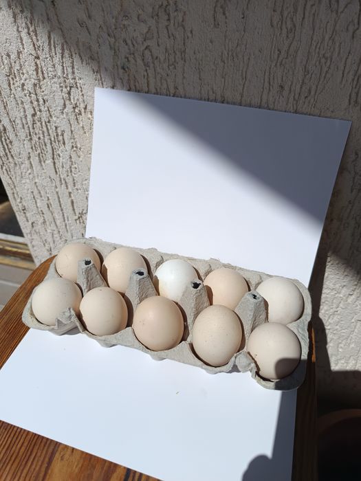 Sprzedam jaja od kur z wolnego wybiegu.