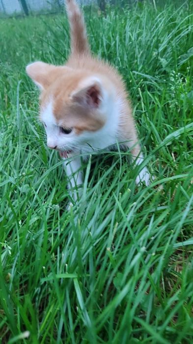 Кошенята шукають люблячий дім