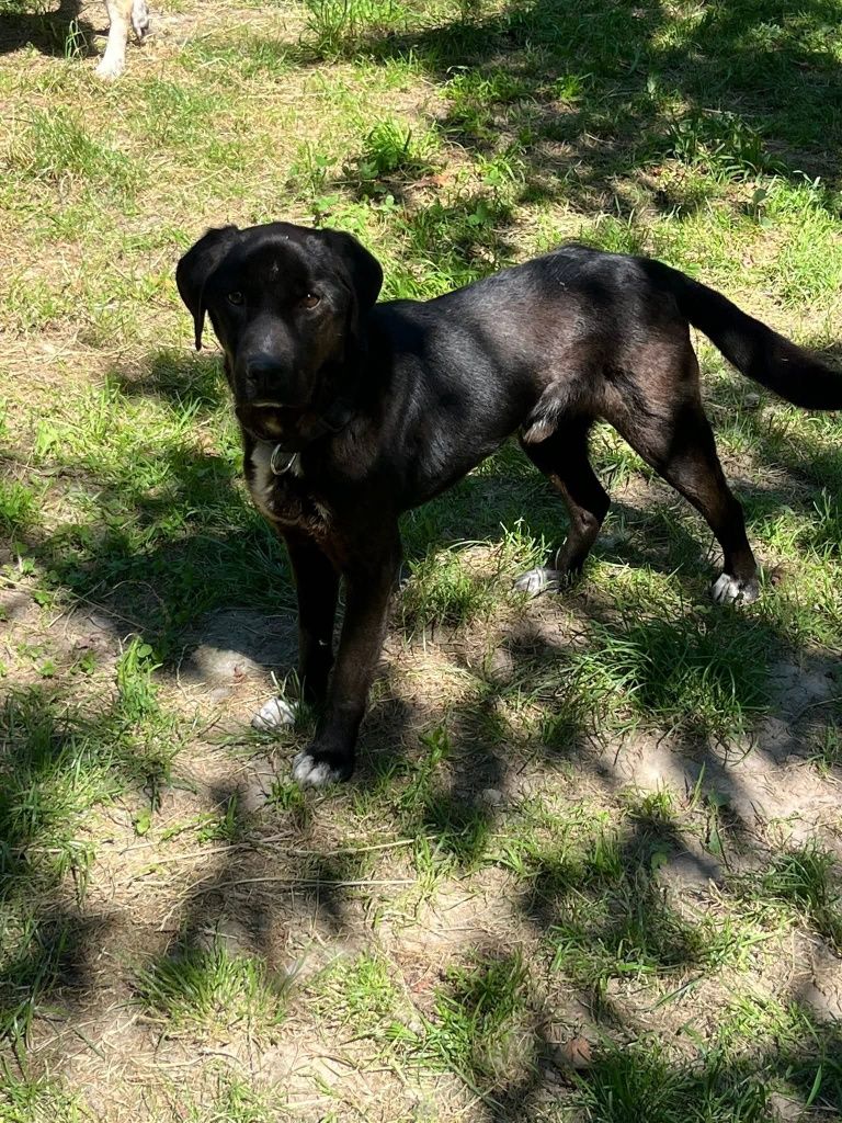 Kodi pilnie szuka domu