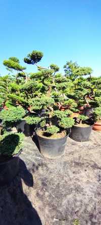 Jałowiec bonsai różne gatunki