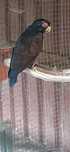 Macho adulto pionus chalcopteros