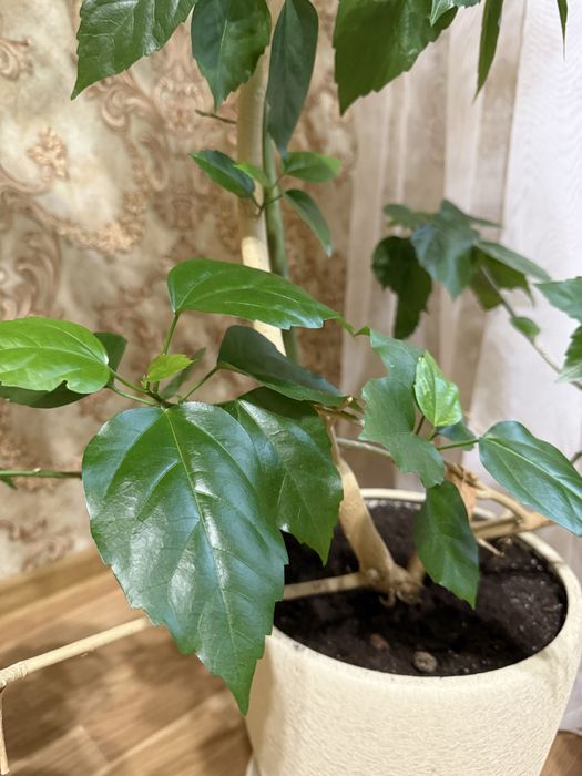 Вазон китайська роза