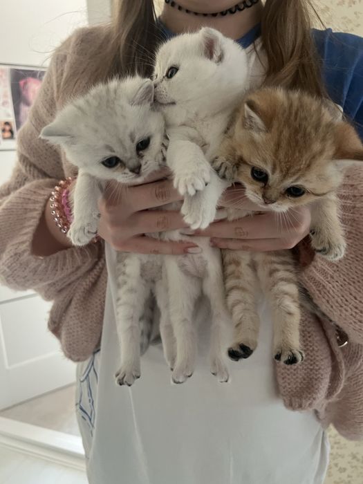 Кошенята сріблястої шиншили