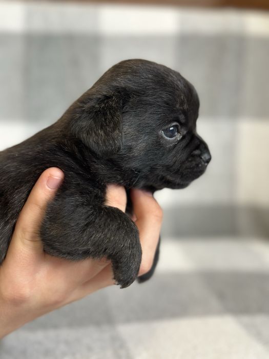 Віддаємо щенят у добрі руки, мама французький бульдог