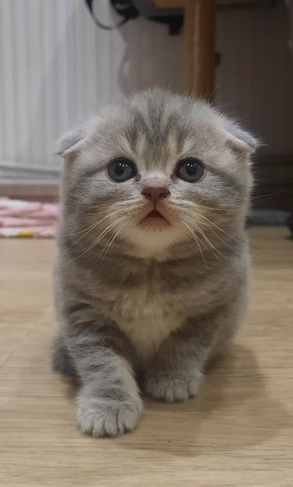 Готові до продажу дуже гарні кошенята Scottish fold
