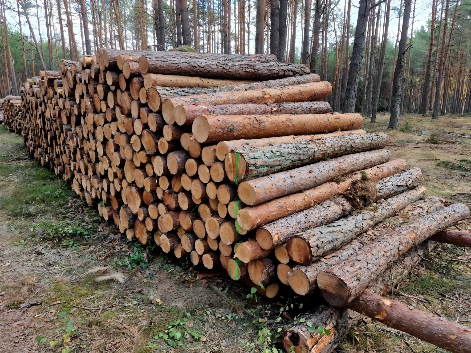 Drewno opalowe sosna w kłodzie dl. 2,5m S4, S2a, S2b