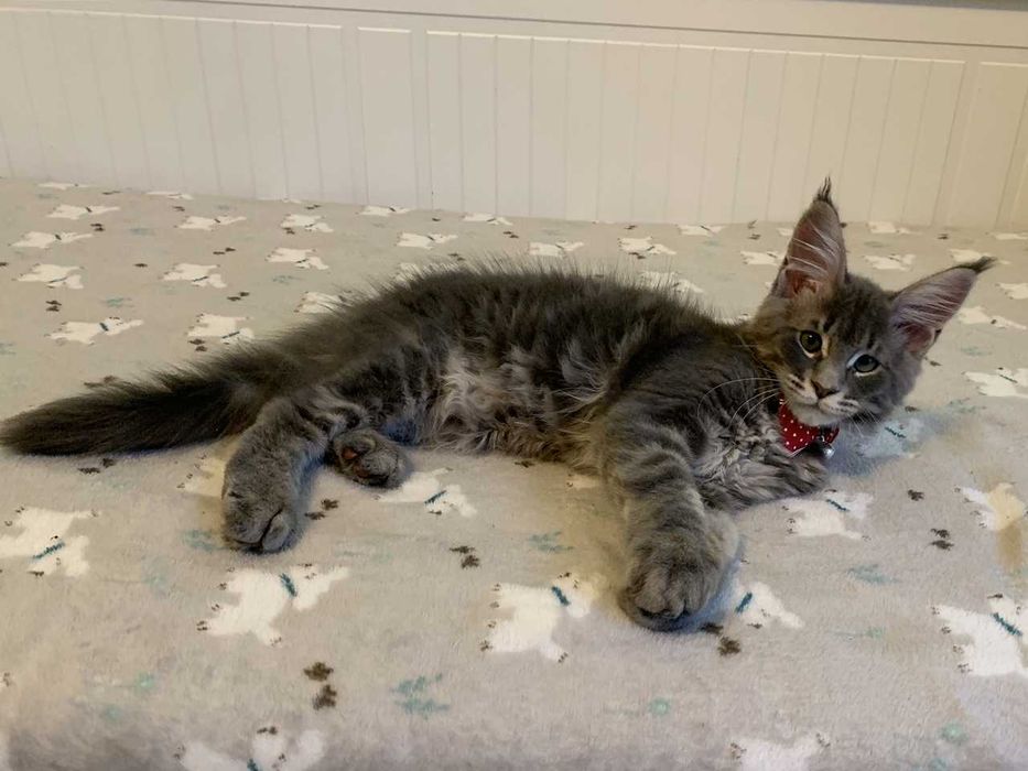 Zarezerwowany – niebieski - kocur Maine Coon FPL – Wrocław