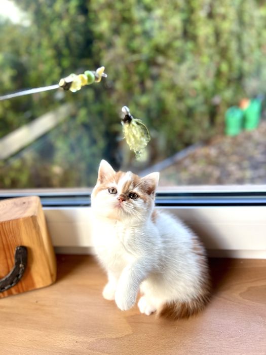 Kotka Brytyjska Bicolour WCF