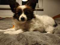 Miniaturowy spaniel kontynentalny Papillon