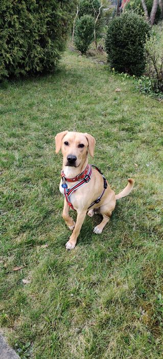 Zadbany, wychowany z jedną rodziną pies szuka doświadczonego domu