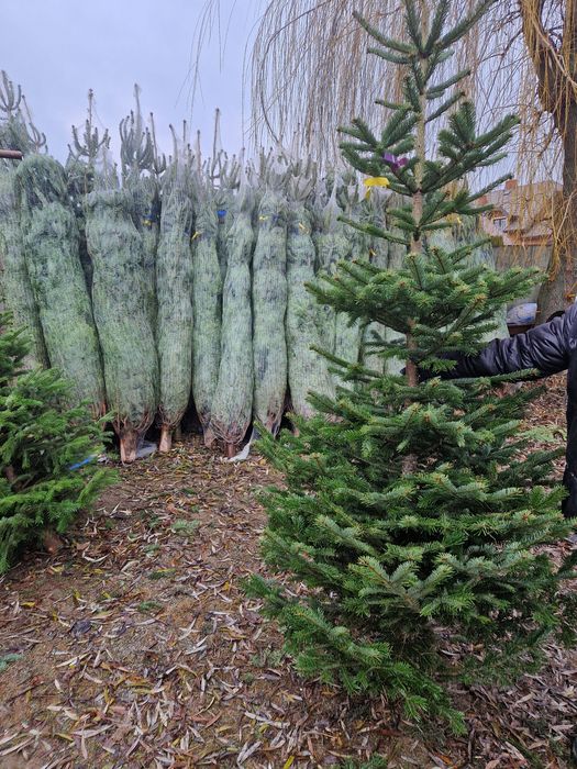 Jodła kaukaska,świerk srebrny
