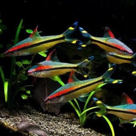 Barbo torpedo (denisonii) XXL