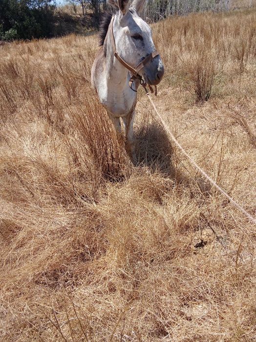 Burros bem a montados