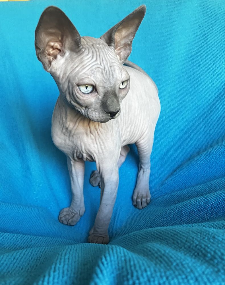 Sphynx canadiano