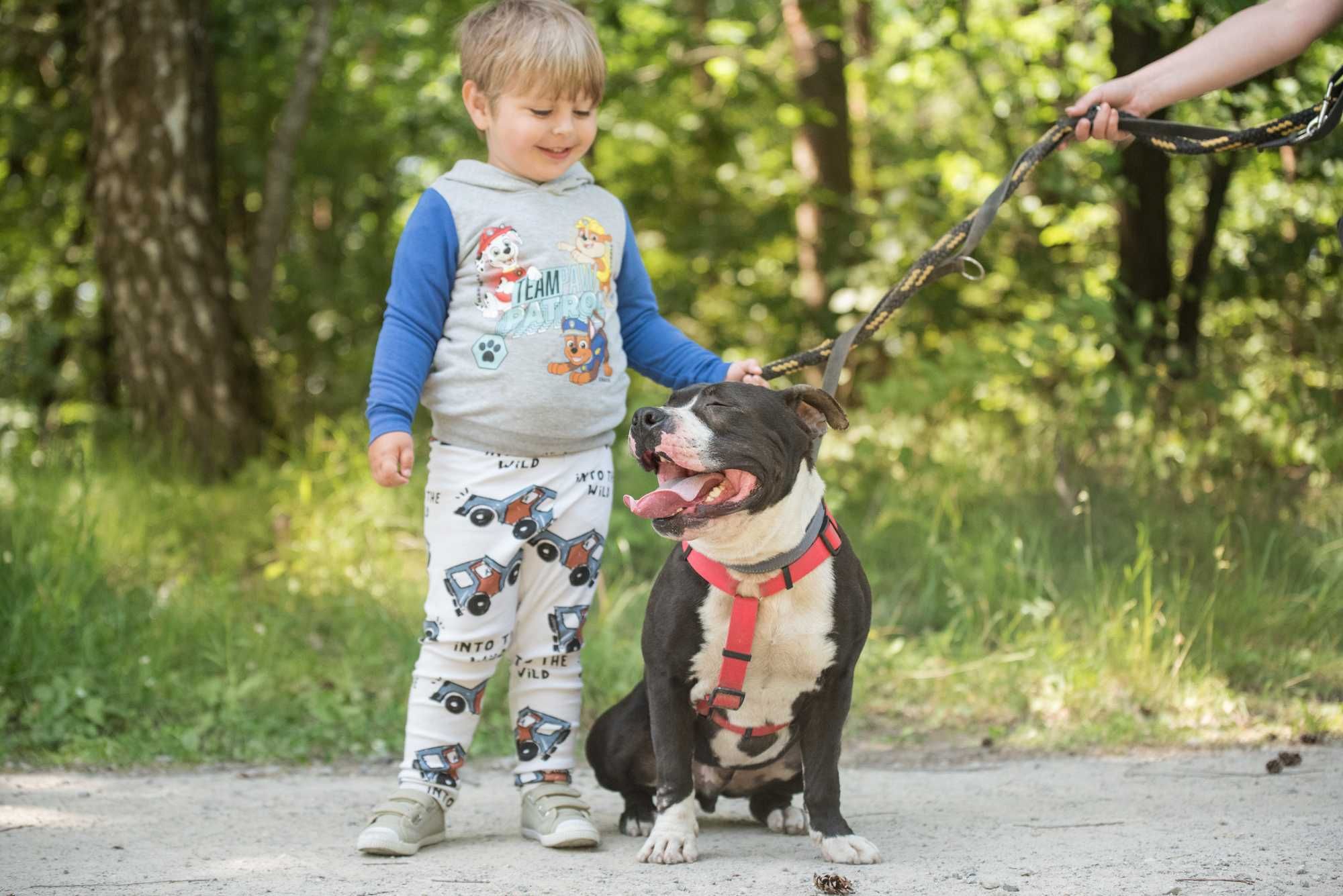 SZORK piękny psiak w typie amstaff dla doświadczonego człowieka