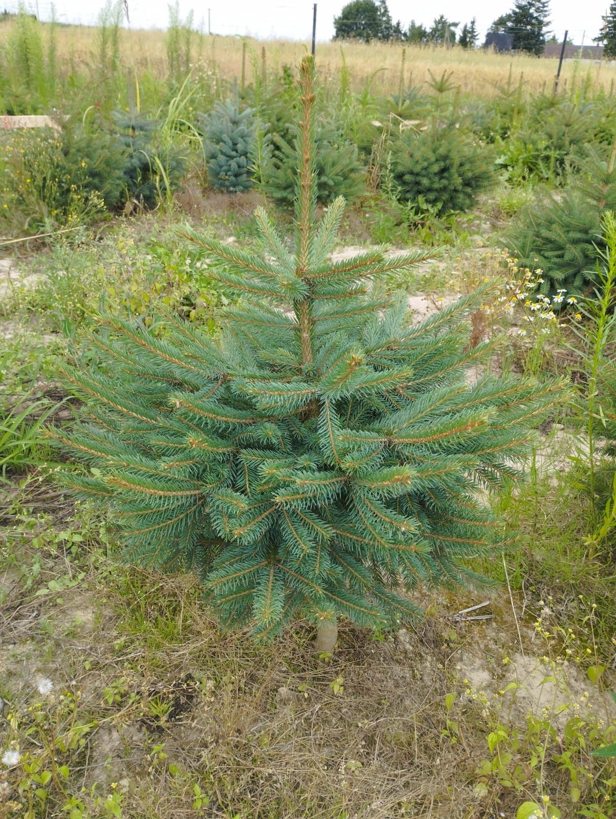 Świerk srebrny POLECAM