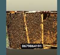 Продам бджолопакети з власної пасіки в кількості 100 штук.