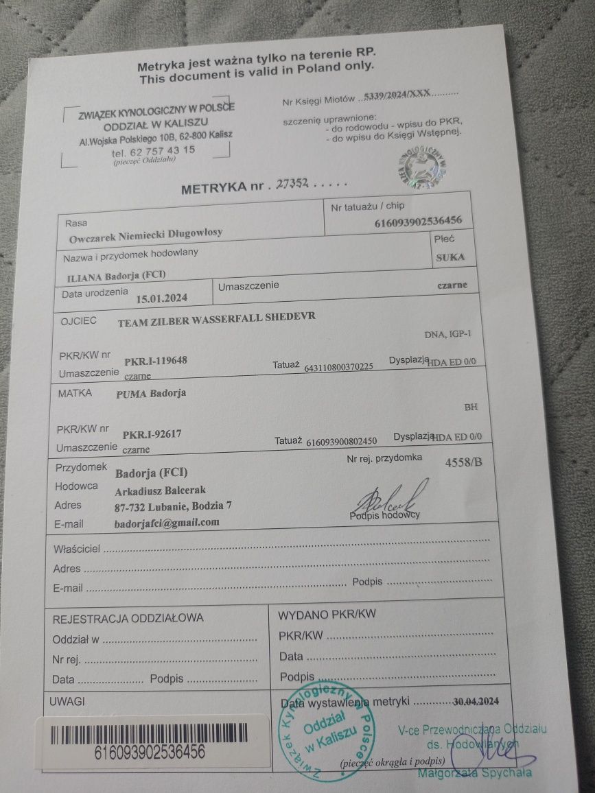 Owczarek FCI Suczka