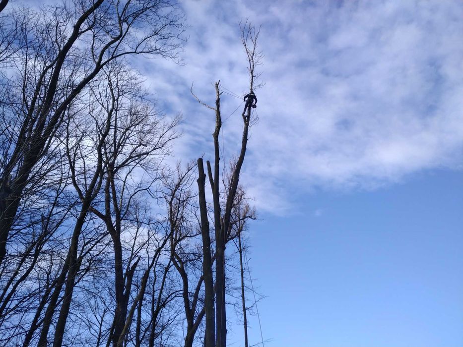 Wycinka drzew , pielęgnacja , karczowanie , oczyszczanie działek-rębak