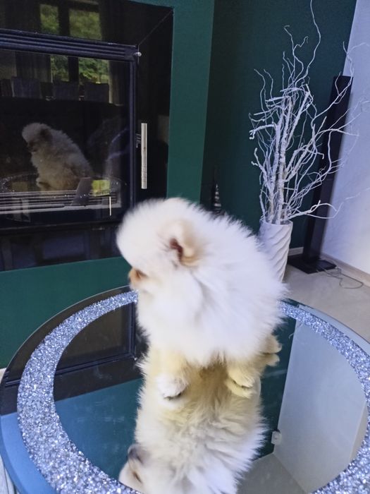 Szpic miniaturowy Pomeranian ZkwP FCI