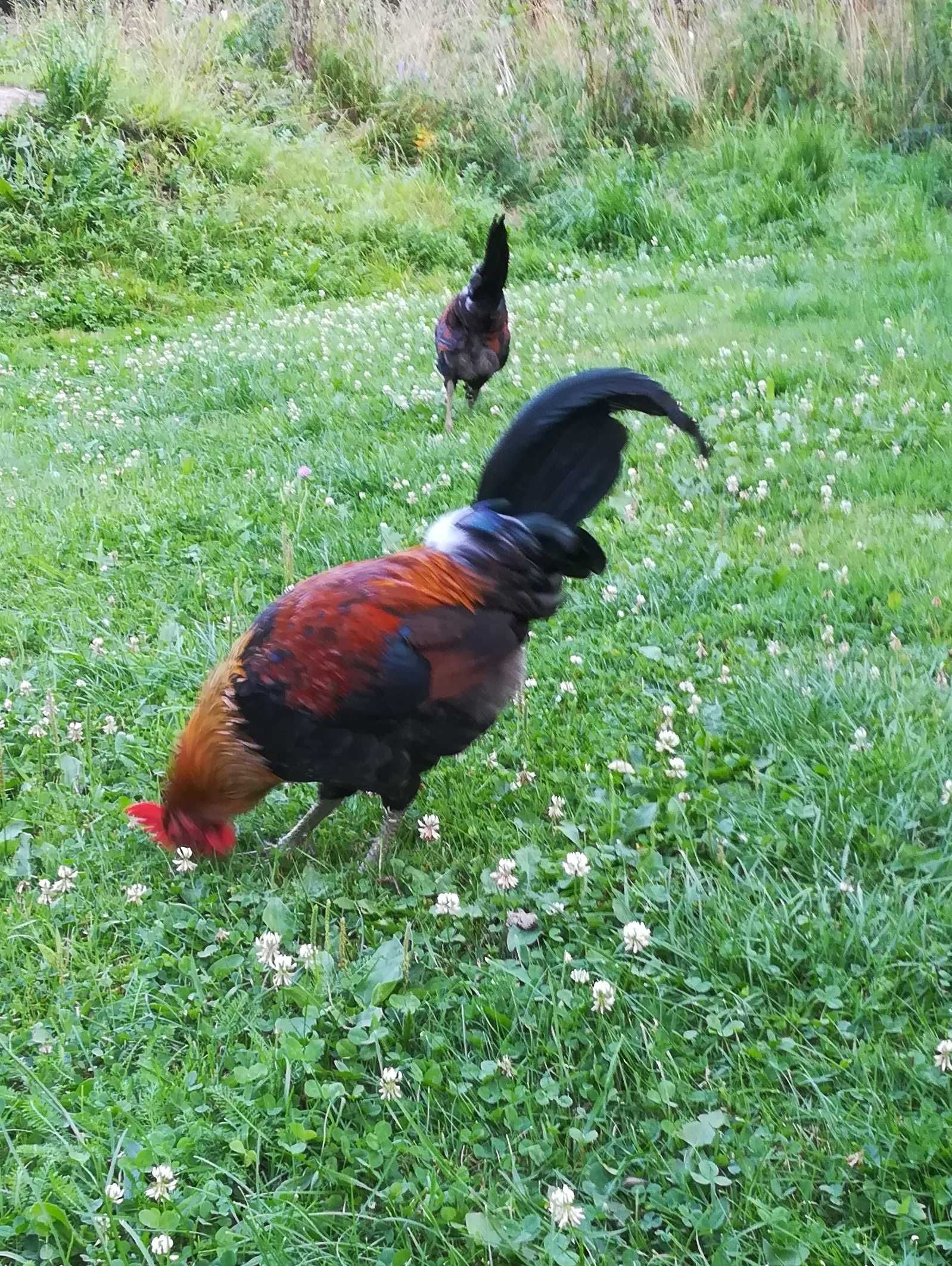 Ozdobny kogut kochin olbrzymi, odchowany, piękny. 17 tygodni