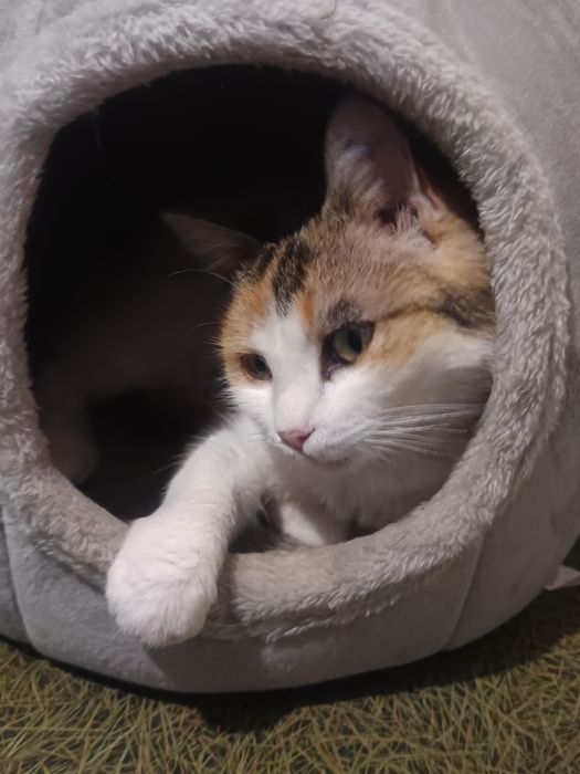 Милка, девочка, 2 годика