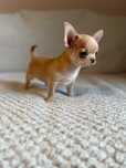 Chihuahua KAZIK MINI chłopczyk