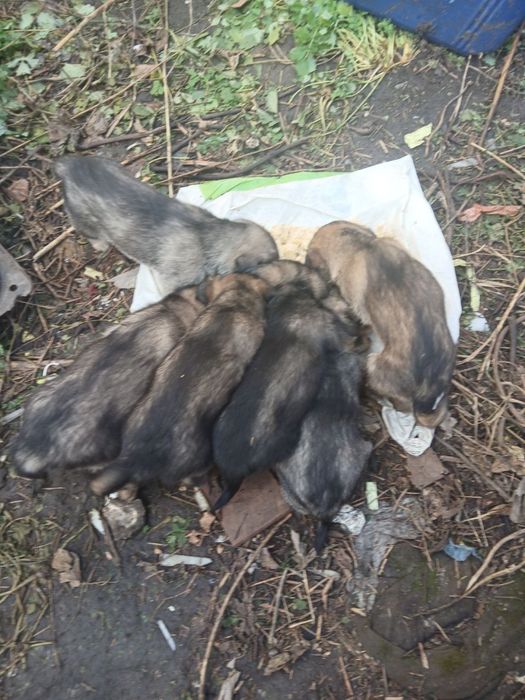 щенки бесплатноо